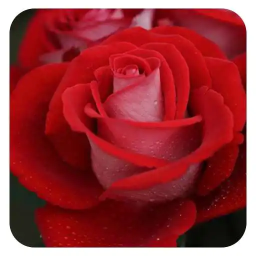 Play Red rose wallpapers FULL HD APK