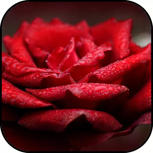 Play Red wallpapers. APK