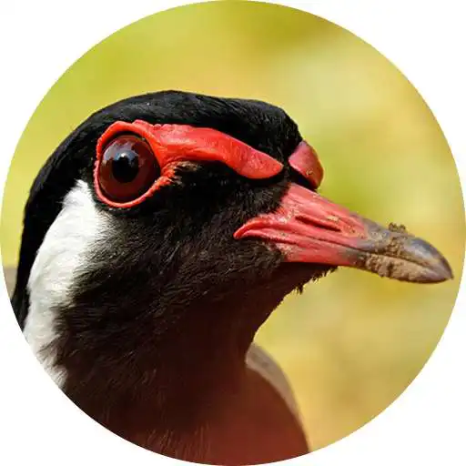 Play Red-wattled lapwing Bird Sounds APK