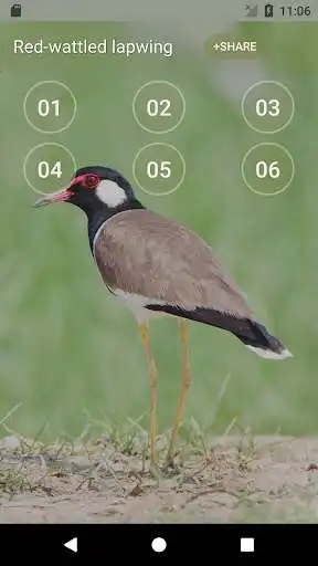 Play Red-wattled lapwing Bird Sounds  and enjoy Red-wattled lapwing Bird Sounds with UptoPlay