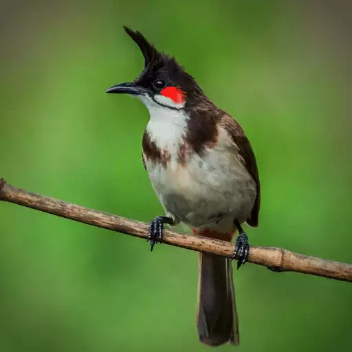 Play Red-whiskered bulbul Sounds APK