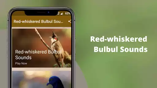 Play Red-whiskered bulbul Sounds  and enjoy Red-whiskered bulbul Sounds with UptoPlay