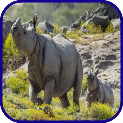 Free play online Rhino Wallpaper APK