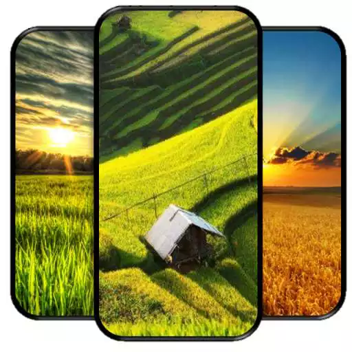 Play Rice Field Wallpapers APK