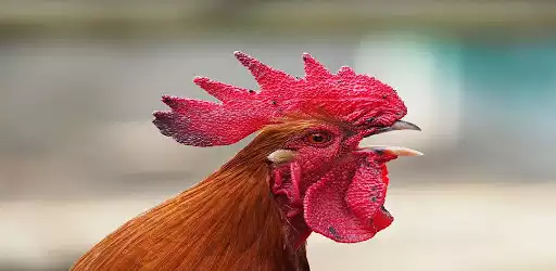 Play Rooster Sounds  and enjoy Rooster Sounds with UptoPlay