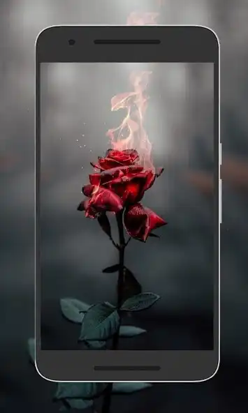 Play Rosas de Calipso Wallpaper  and enjoy Rosas de Calipso Wallpaper with UptoPlay