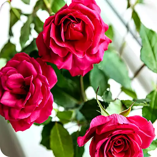 Play Rose Aesthetic HD Wallpaper APK