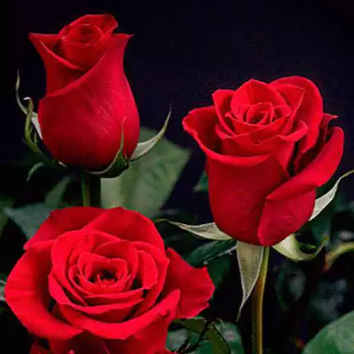 Play Rose GIF Live Wallpaper APK