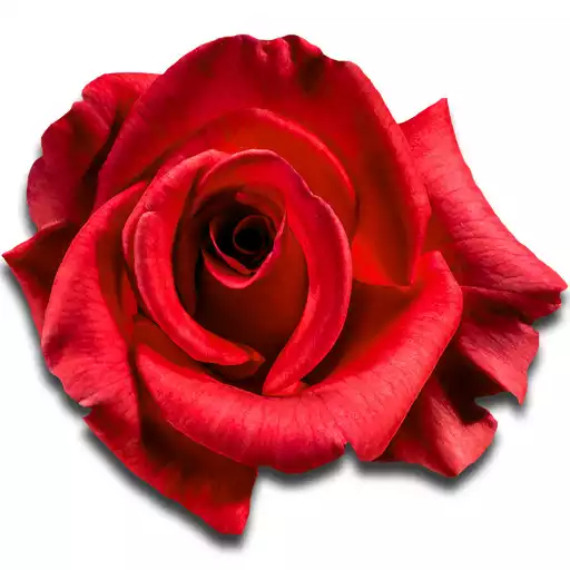 Play Rose Live Wallpaper APK