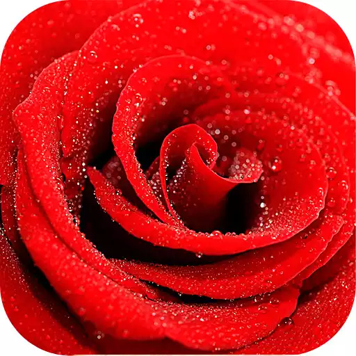 Play Roses stickers for WhatsApp APK