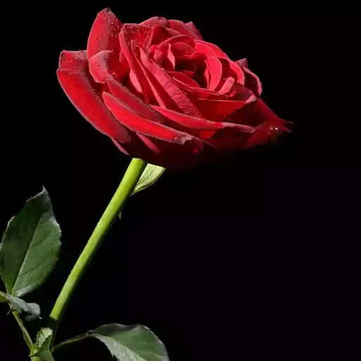 Play Roses Wallpaper APK