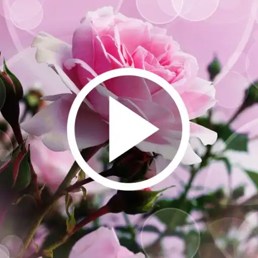 Play Rose Video Live Wallpaper APK