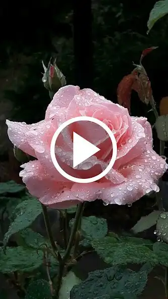 Play Rose Video Live Wallpaper  and enjoy Rose Video Live Wallpaper with UptoPlay