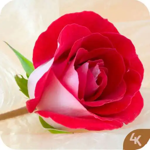 Play Rose Wallpaper 4K APK