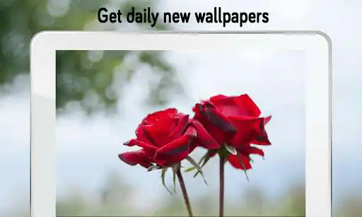 Play Rose Wallpaper 4K as an online game Rose Wallpaper 4K with UptoPlay