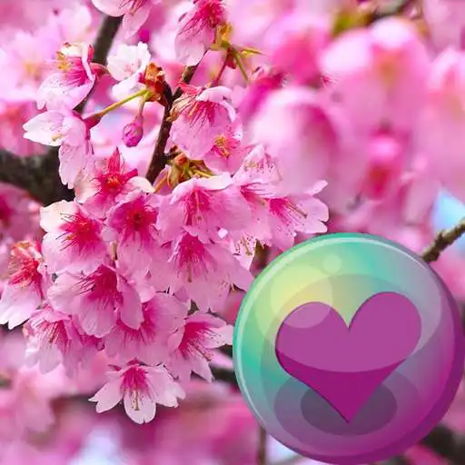 Play Sakura Cherry Blossoms HD Wall APK