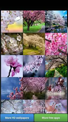 Play Sakura Cherry Blossoms HD Wall  and enjoy Sakura Cherry Blossoms HD Wall with UptoPlay