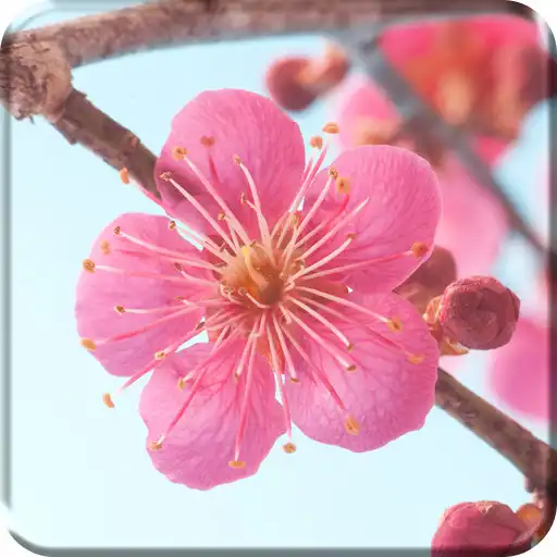 Free play online Sakura Flower Live Wallpaper  APK