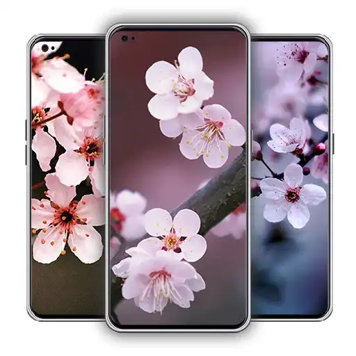 Play Sakura Flowers Wallpaper APK