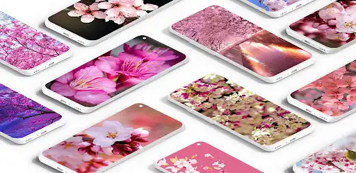 Play Sakura Flowers Wallpaper  and enjoy Sakura Flowers Wallpaper with UptoPlay