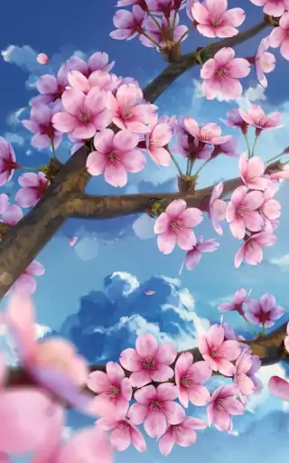 Play Sakura Live Wallpaper HD  and enjoy Sakura Live Wallpaper HD with UptoPlay