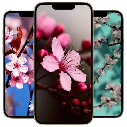 Play Sakura Wallpaper APK