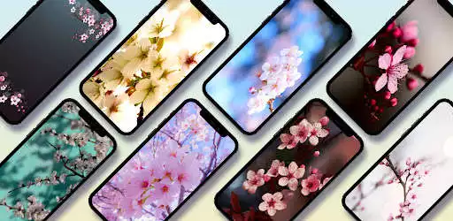 Play Sakura Wallpaper  and enjoy Sakura Wallpaper with UptoPlay