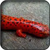 Free play online Salamander Wallpapers APK