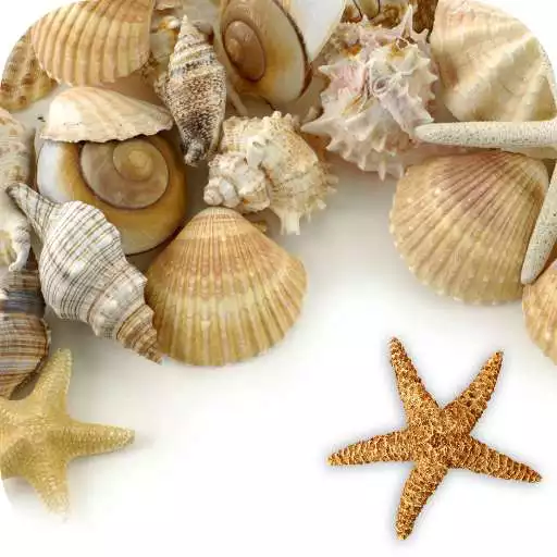 Free play online Sea shells Live Wallpaper APK