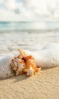 Play Sea shells Live Wallpaper