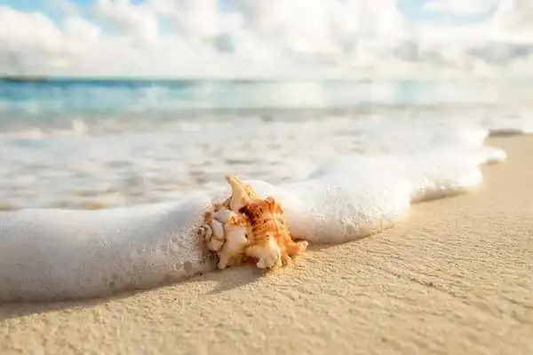 Play Sea shells Live Wallpaper