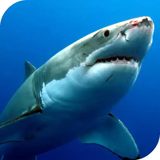 Free play online Sharks Live Wallpaper  APK