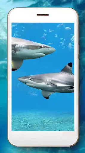 Play Shark Terrible Live Wallpaper as an online game Shark Terrible Live Wallpaper with UptoPlay