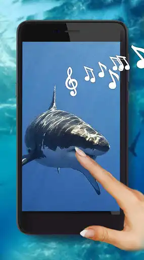 Play Shark Tropical Live Wallpaper  and enjoy Shark Tropical Live Wallpaper with UptoPlay