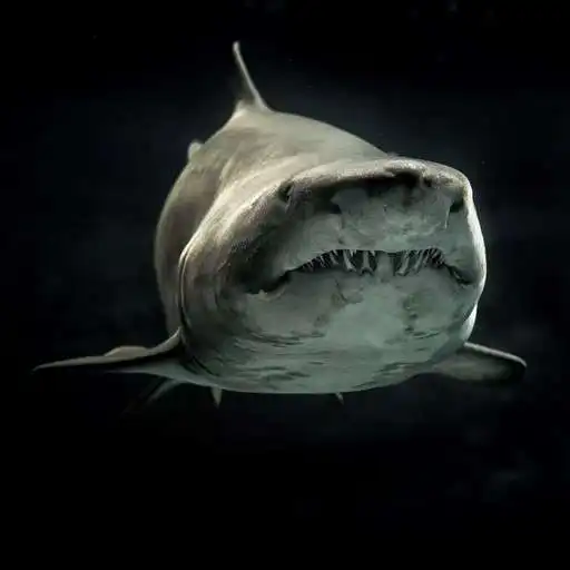 Play Shark Wallpapers APK