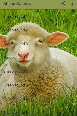 Play Sheep Sounds  and enjoy Sheep Sounds with UptoPlay