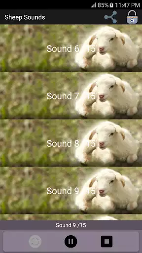 Play Sheep Sounds as an online game Sheep Sounds with UptoPlay