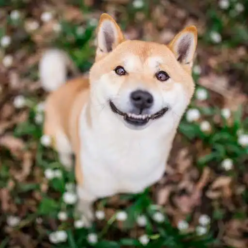 Play Shiba Inu Dog Wallpaper HD APK