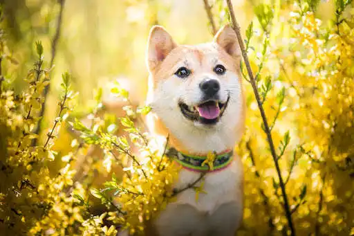 Play Shiba Inu Dog Wallpaper HD  and enjoy Shiba Inu Dog Wallpaper HD with UptoPlay