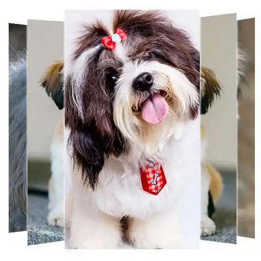 Play Shih Tzu  Dog Wallpapers APK