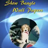 Free play online Show Beagles Wall Papers  2013 APK