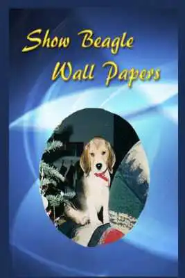 Play Show Beagles Wall Papers  2013