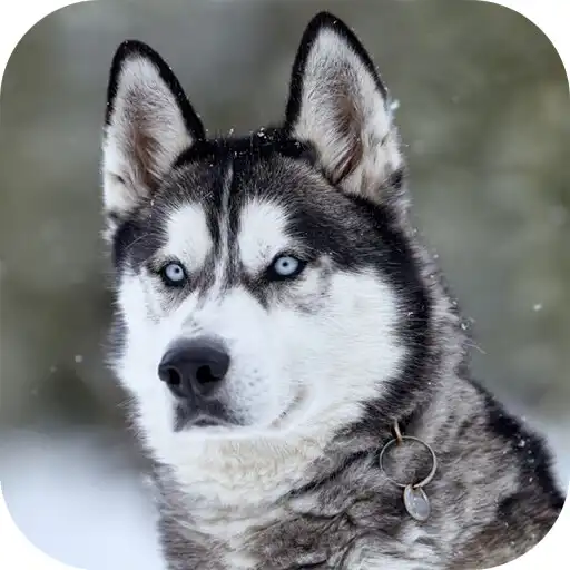 Play Siberian Husky Live Wallpaper APK