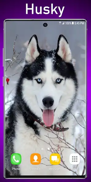 Play Siberian Husky Live Wallpaper  and enjoy Siberian Husky Live Wallpaper with UptoPlay