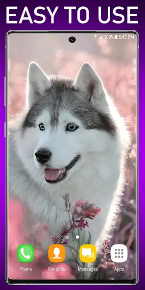 Play Siberian Husky Live Wallpaper as an online game Siberian Husky Live Wallpaper with UptoPlay