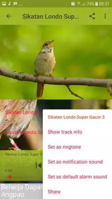 Play Sikatan Londo Super Gacor