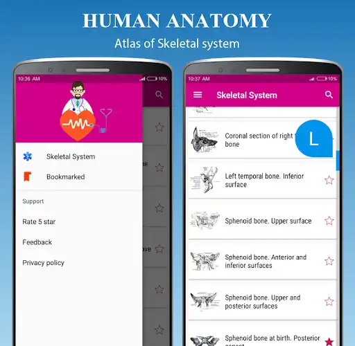 Play Skeletal System - Skeleton Anatomy 2021 as an online game Skeletal System - Skeleton Anatomy 2021 with UptoPlay