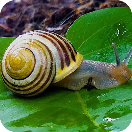 Play Snail HD Wallpaper APK