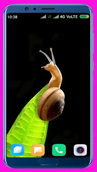 Play Snail HD Wallpaper as an online game Snail HD Wallpaper with UptoPlay