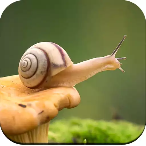 Play Snail Wallpaper HD APK